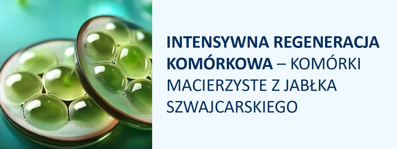 INTENSYWNA REGENERACJA KOMÓRKOWA – KOMÓRKI MACIERZYSTE Z JABŁKA SZWAJCARSKIEGO